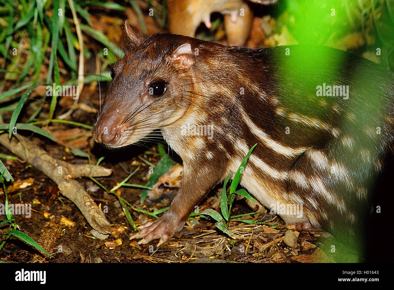 Lowland Paca, beschmutzt Paca (Cuniculus paca), Porträt, Costa Rica Stockfoto