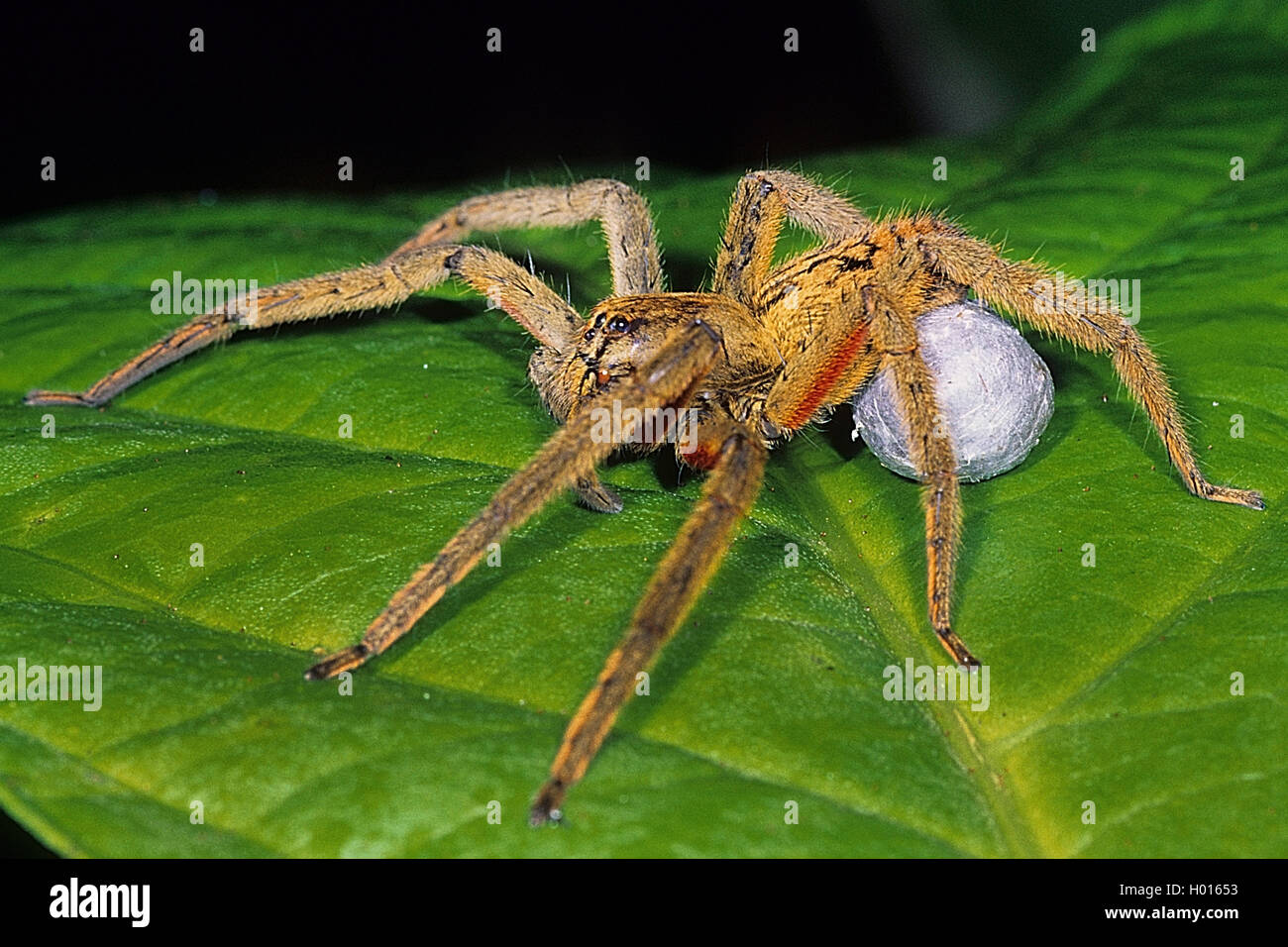 Kammspinne, Kamm-Spinne, Bananenspinne, Bananen-Spinne, Cupiennius ...