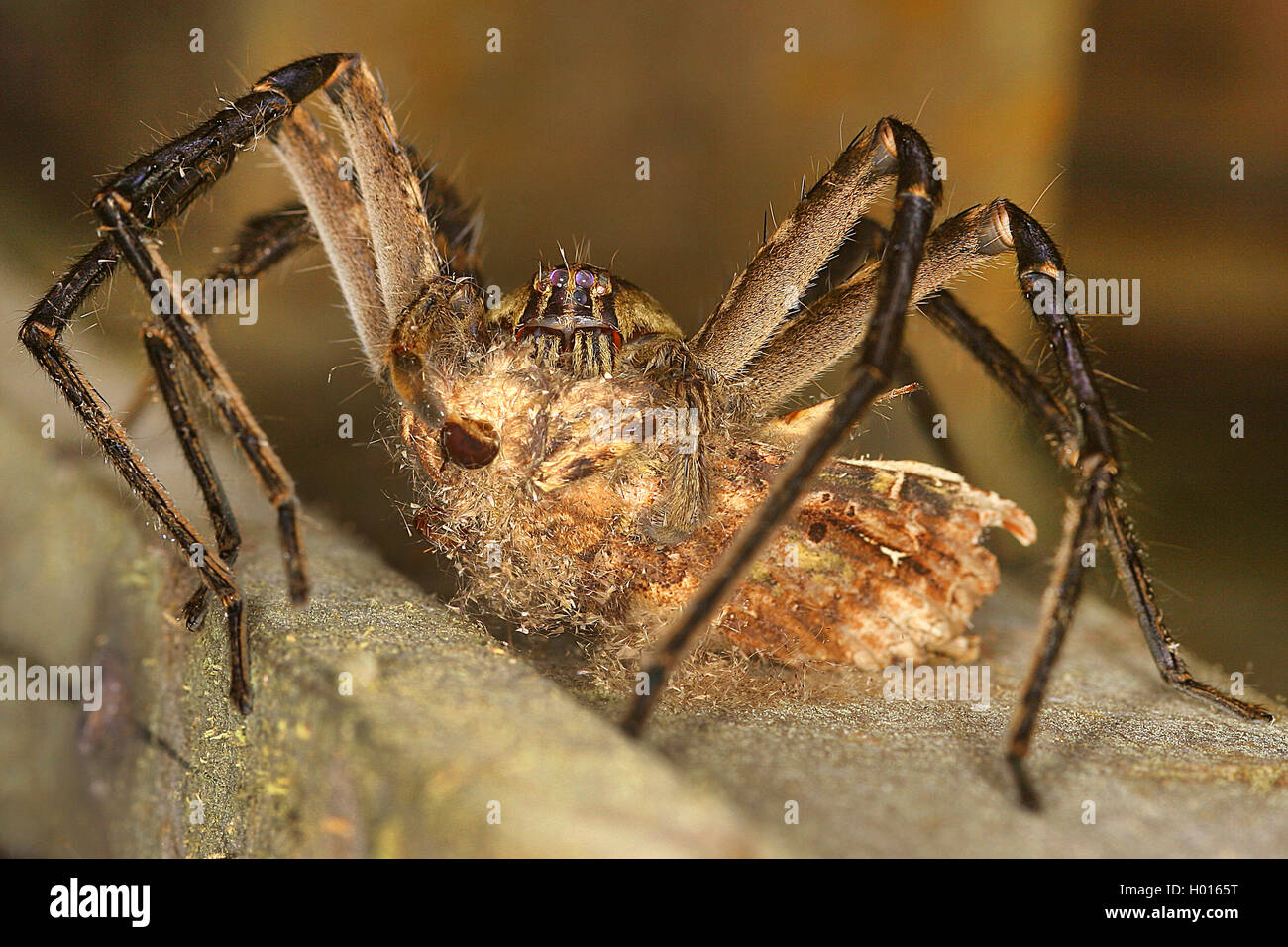 Wandering Spinne, Banane Spinne (Cupiennius getazi), Vorderansicht, Nahaufnahme, Costa Rica Stockfoto