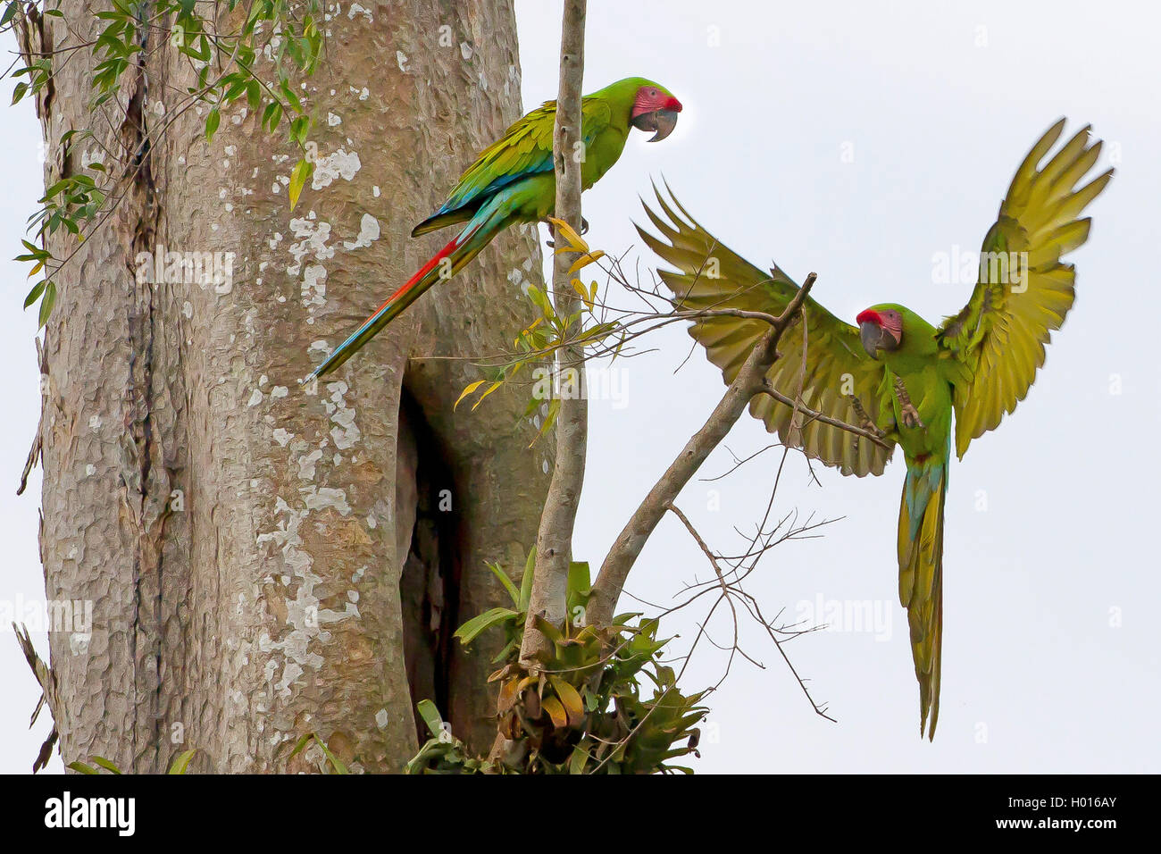 Zwei arten von aras Fotos und Bildmaterial in hoher Auflösung Alamy
