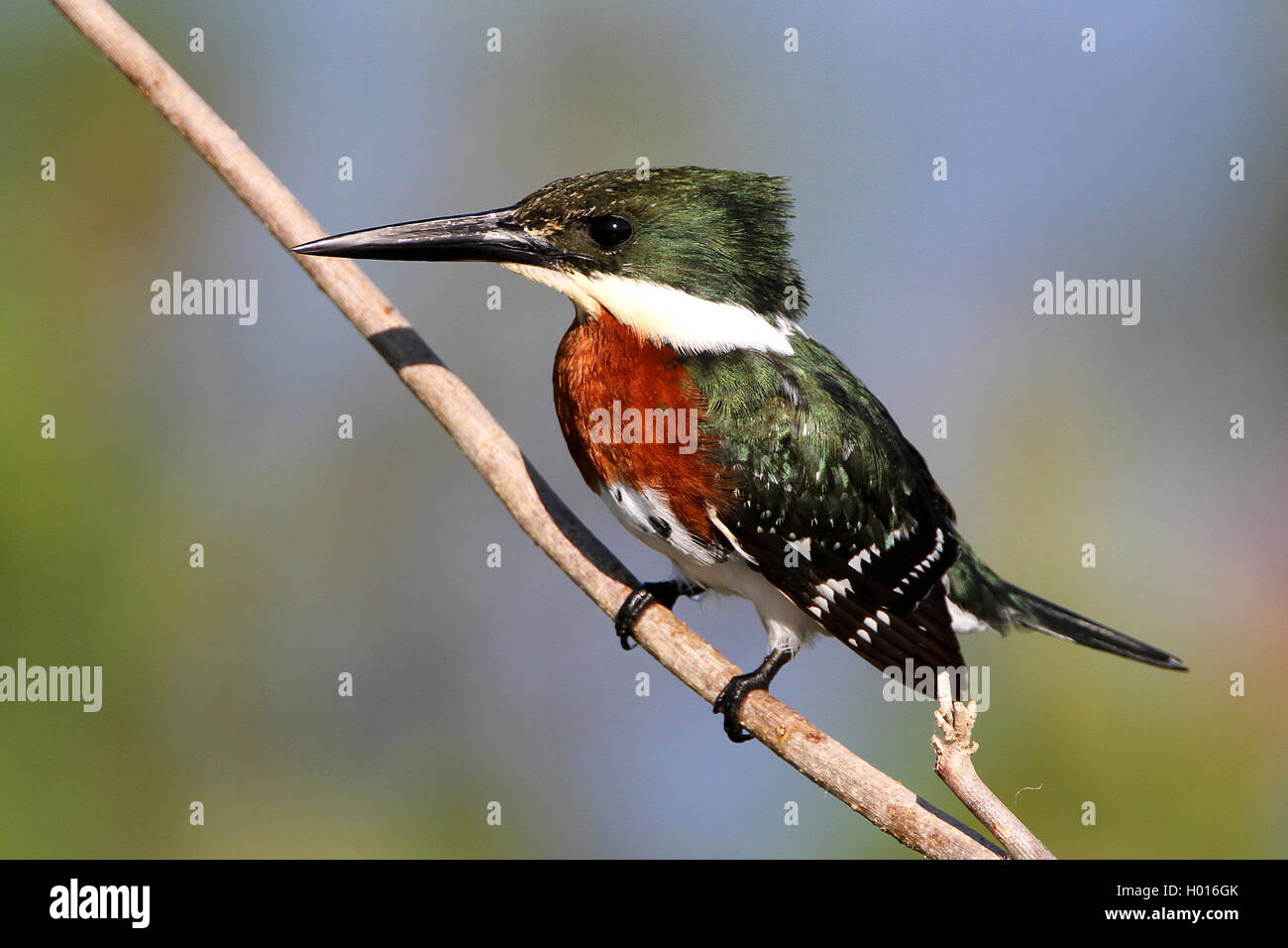 Green Kingfisher (Chloroceryle americana), male auf einem Zweig, Costa Rica Stockfoto