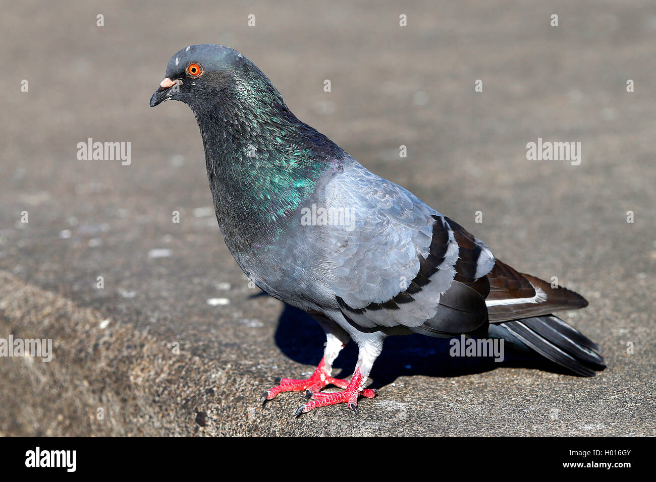 Feral rock Taube (Columba livia), stehend, Costa Rica Stockfoto