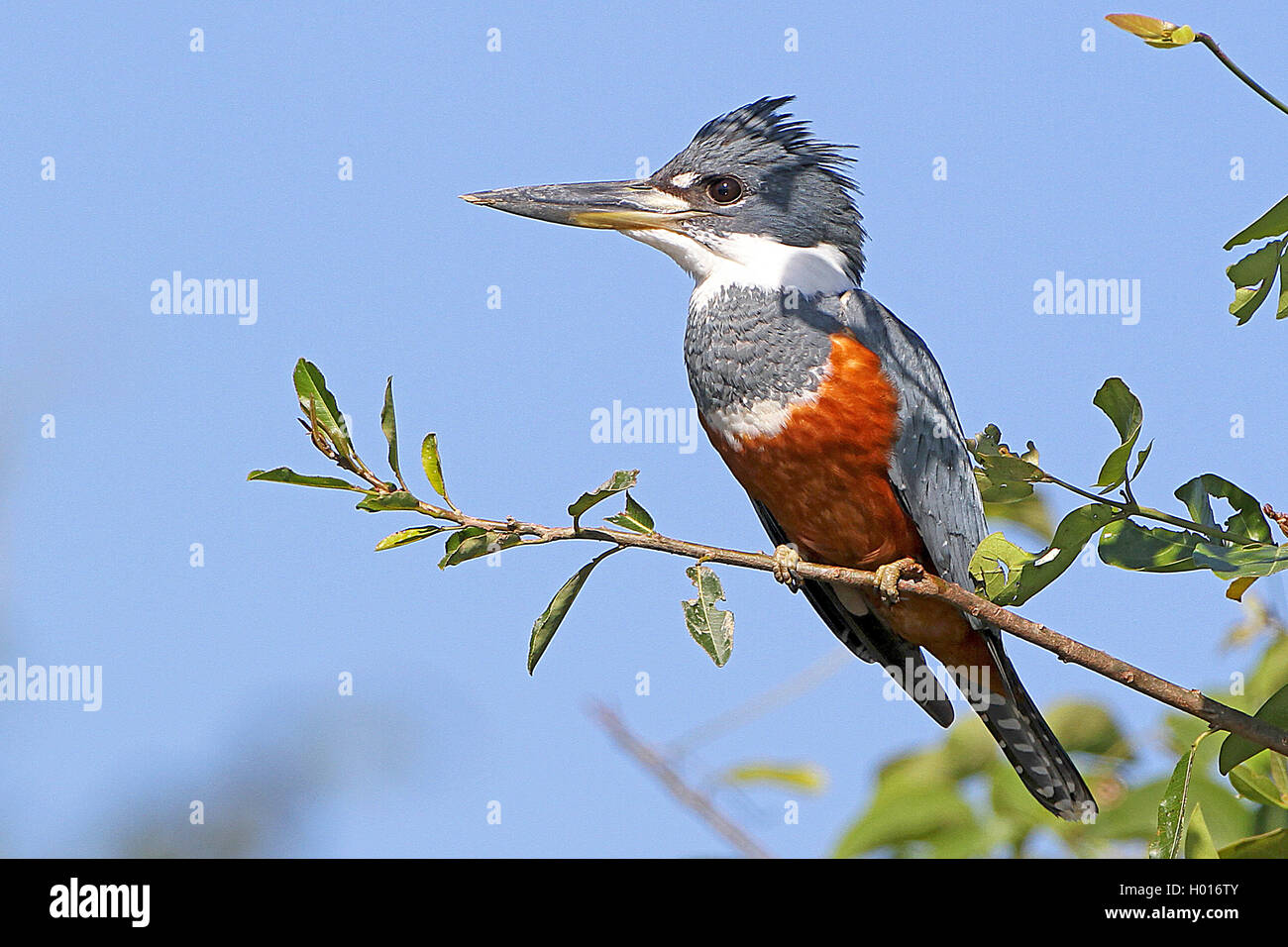 Beringt Kingfisher (Megaceryle torquata), Weibliche sitzt auf einem Zweig, Costa Rica Stockfoto