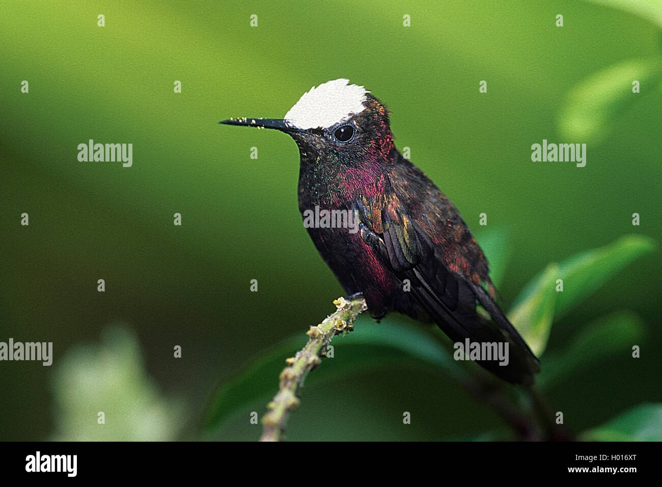 Snowcap (Microchrea albocoronata), sitzt auf einem Schaft, Seitenansicht, Costa Rica Stockfoto