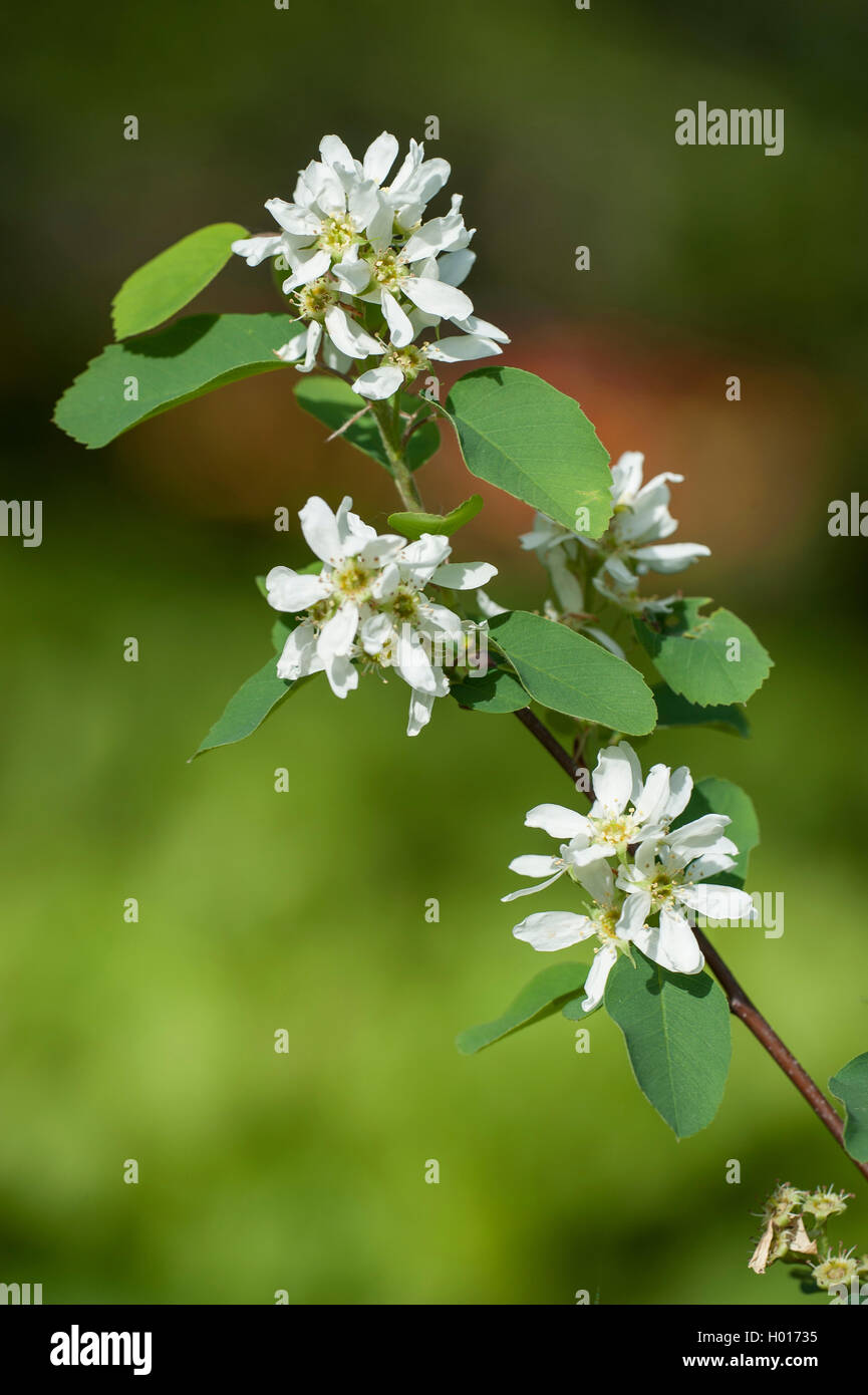 Western serviceberry, Saskatoon serviceberry, Erle - Blatt shadbush (Amelanchier alnifolia), blühender Zweig Stockfoto