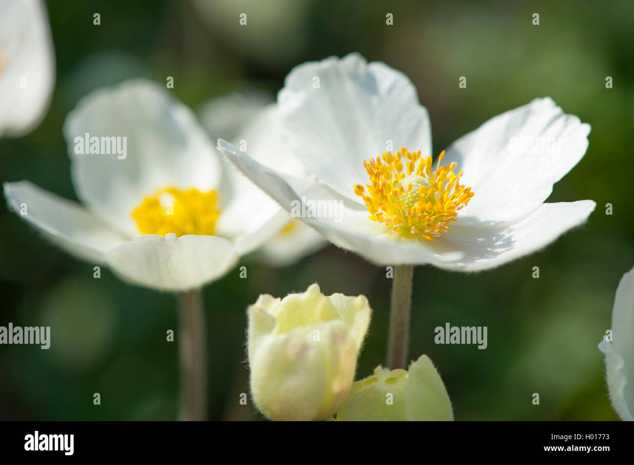 Schneeglöckchen Anemone, Snowdrop Windflower (Anemone Sylvestris), blühen, Deutschland Stockfoto