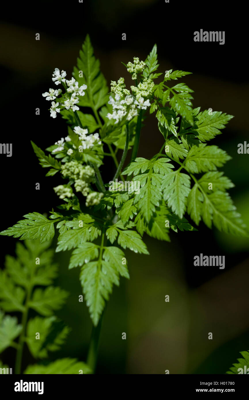 Kerbel garten -Fotos und -Bildmaterial in hoher Auflösung – Alamy
