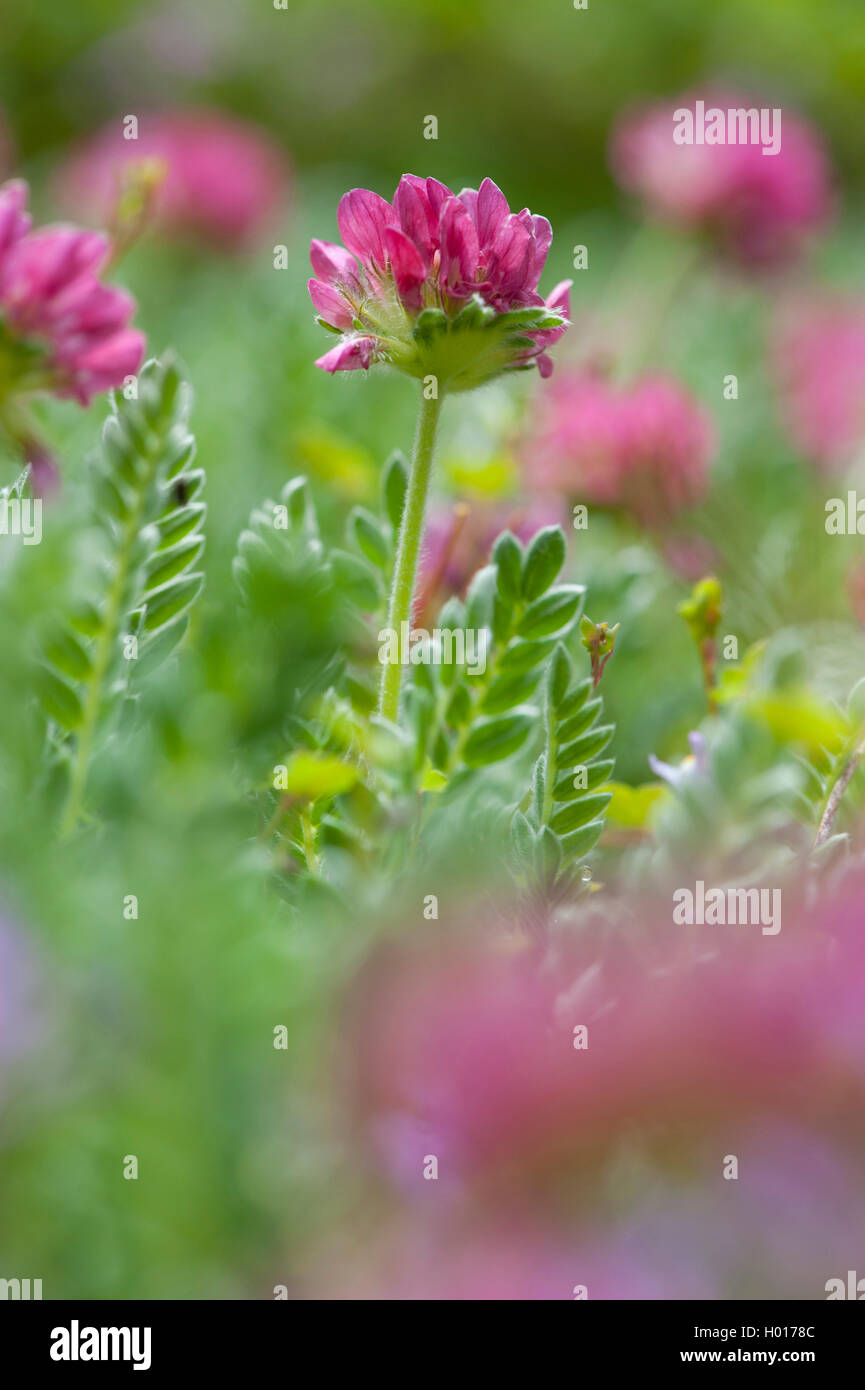 Berg wundklee Wundklee (Montana), blühende Stockfoto