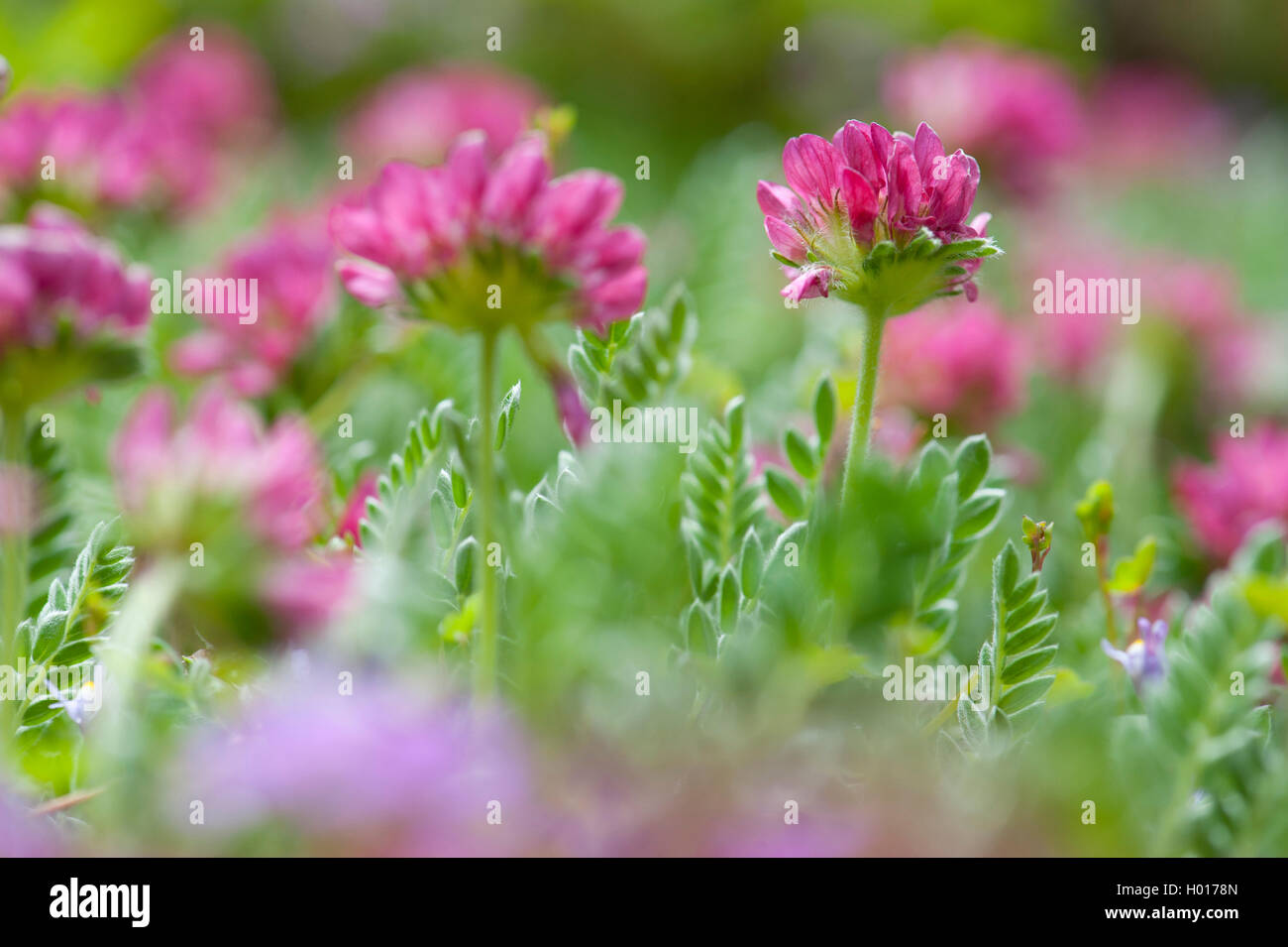 Berg wundklee Wundklee (Montana), blühende Stockfoto