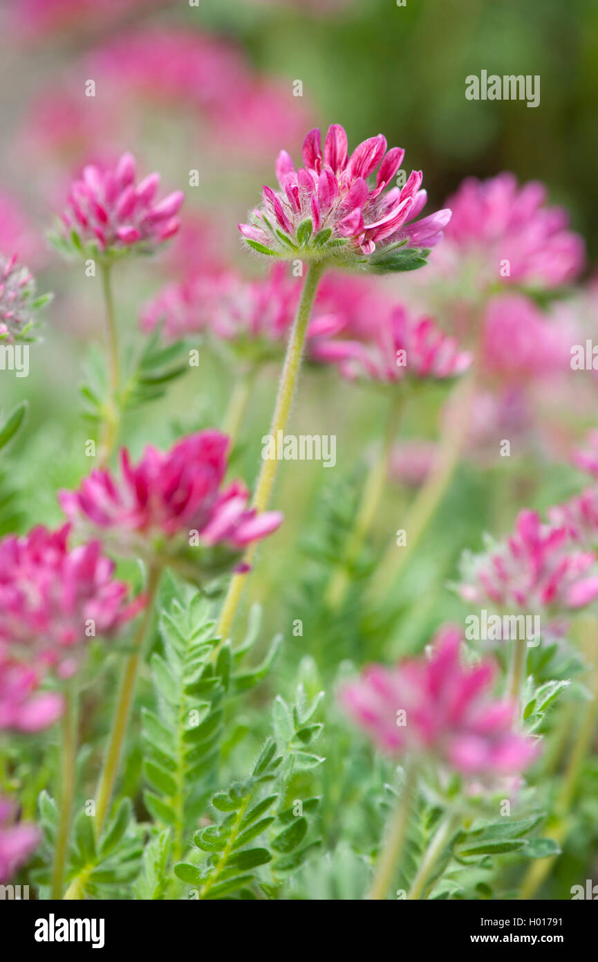Berg wundklee Wundklee (Montana), blühende Stockfoto