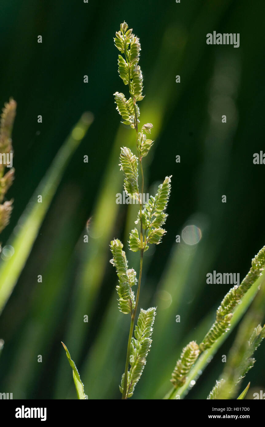 Europäische slough - Gras (Beckmannia eruciformis), Blütenstand Stockfoto