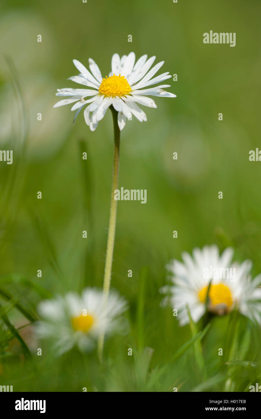gemeinsamen Daisy, Rasen Gänseblümchen, Englisch Gänseblümchen (Bellis Perennis), blühen, Deutschland Stockfoto
