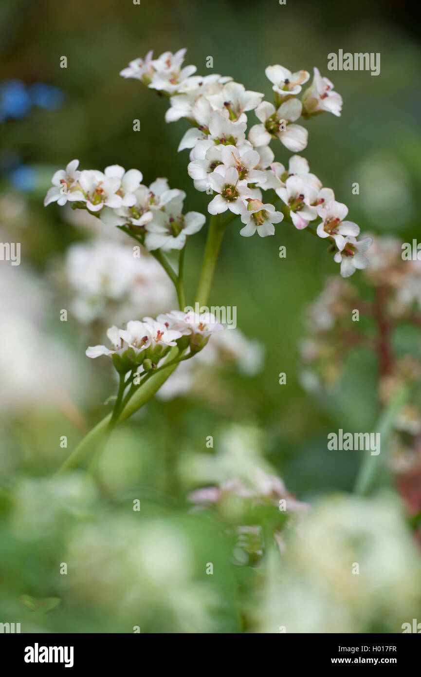 Altai-Bergenie, Altaibergenie, Herzblaettrige Bergenie, Herzblatt-Bergenie, Herzblattbergenie (Cordifolia Bergenie ' Bressingham Stockfoto