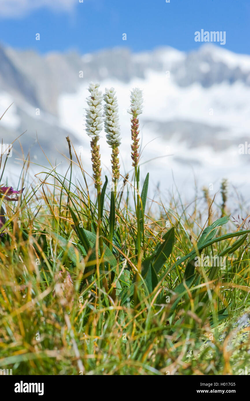 Alpine Knöterich, lebendgebärenden Knöterich (Polygonum viviparum, Bistorta vivipara, Persicaria Vivipara), blühende, Schweiz, Furkapass Stockfoto