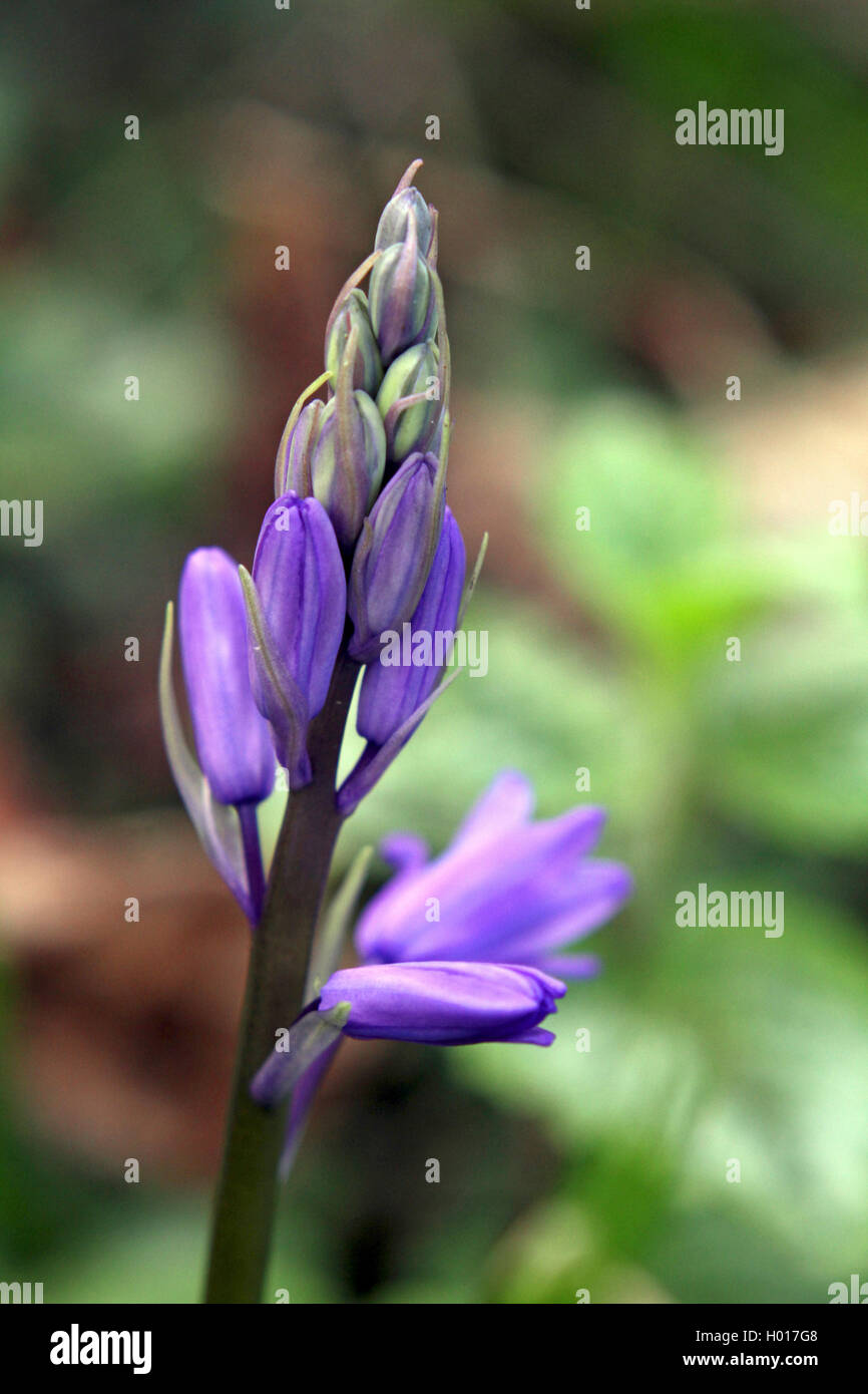 Hybride Bluebell (Hyacinthoides x massartiana, Hyacinthoides x variabilis, Hyacinthoides hispanica x Hyacinthoides non-scripta), blütenstand in der Knospe Stockfoto