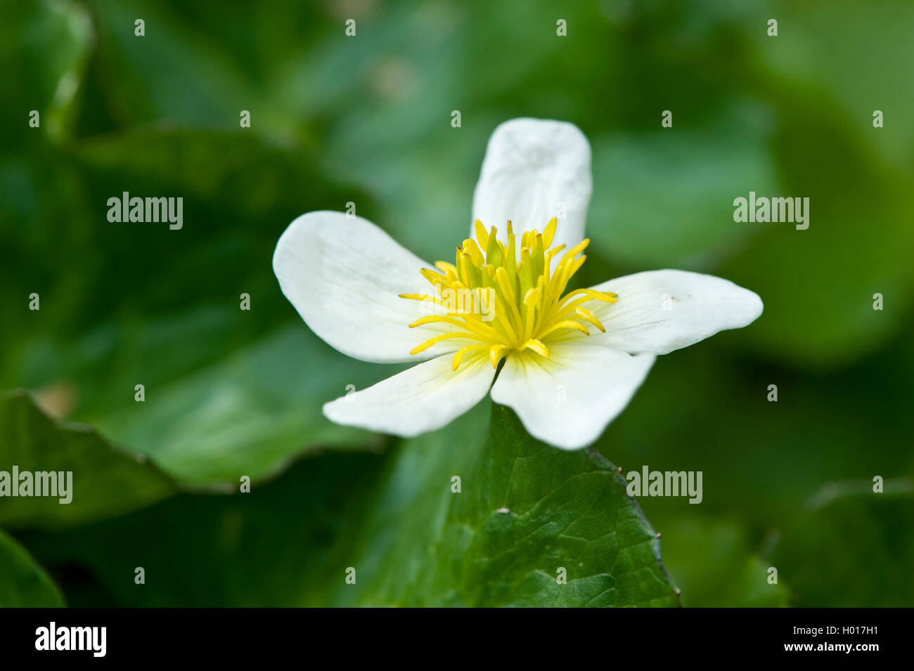 Sumpfdotterblume (Caltha palustris var. Alba, Caltha palustris 'Alba', Caltha palustris Alba), Blumen, Deutschland Stockfoto