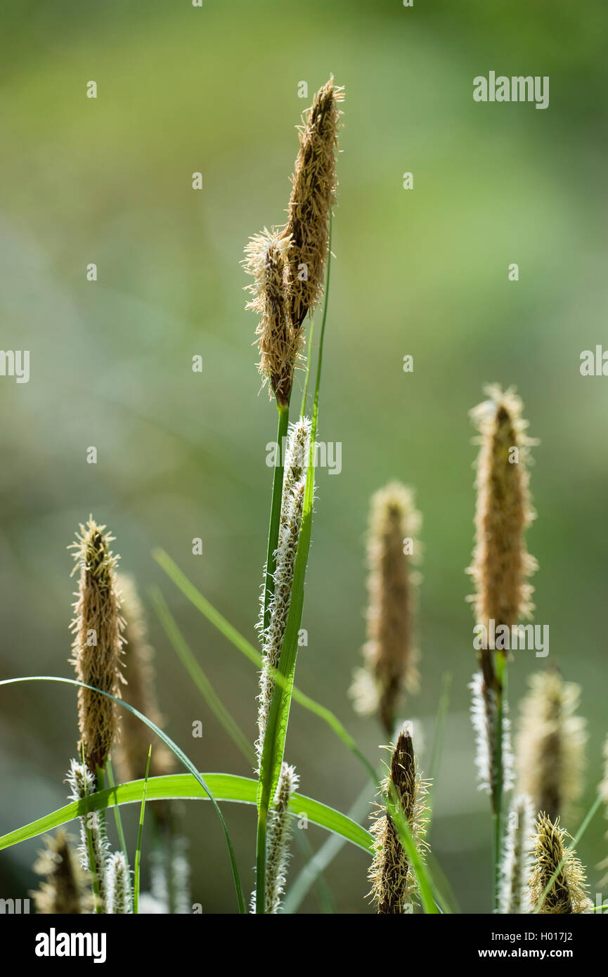 Weniger Teich - segge (Carex acutiformis), blühen in den Hintergrundbeleuchtung, Deutschland Stockfoto