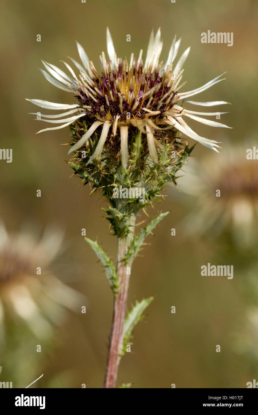 Carline Thistle (Carlina Vulgaris) blüht, Deutschland Stockfoto