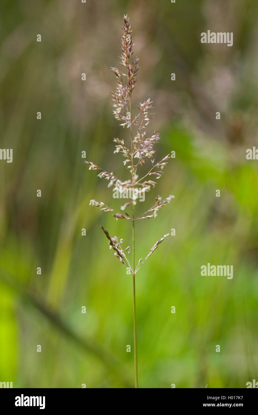 Bach, Gras, Wasser Quirl - Gras, Wasser (whorlgrass Catabrosa Aquatica), Blütenstand, Deutschland, BG MZ Stockfoto
