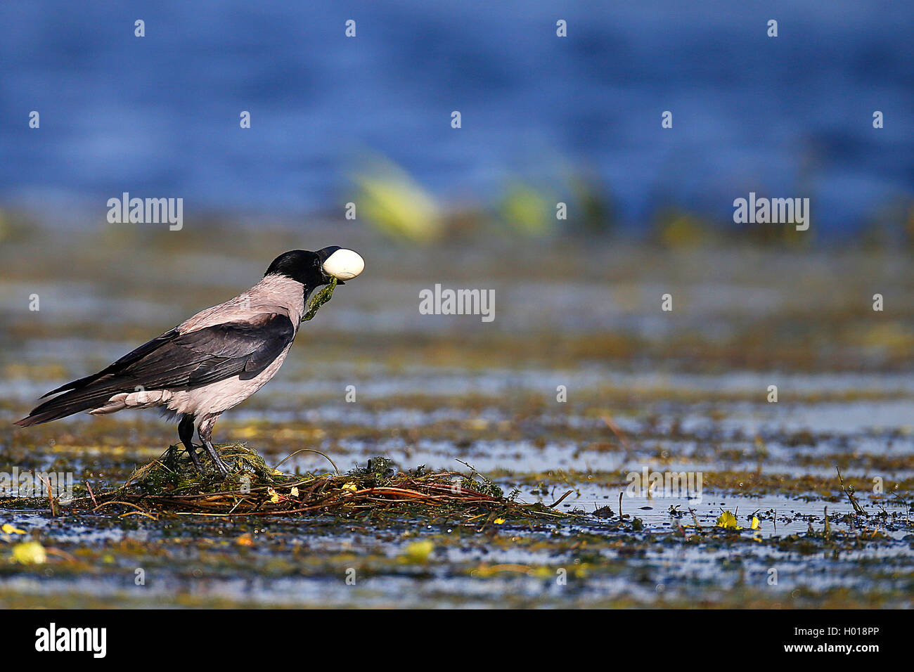 Nebelkrähe (Corvus corone cornix, Corvus cornix), stehen im Nest mit vergewaltigt Ei in die Rechnung, Seitenansicht, Rumänien, Donaudelta Stockfoto