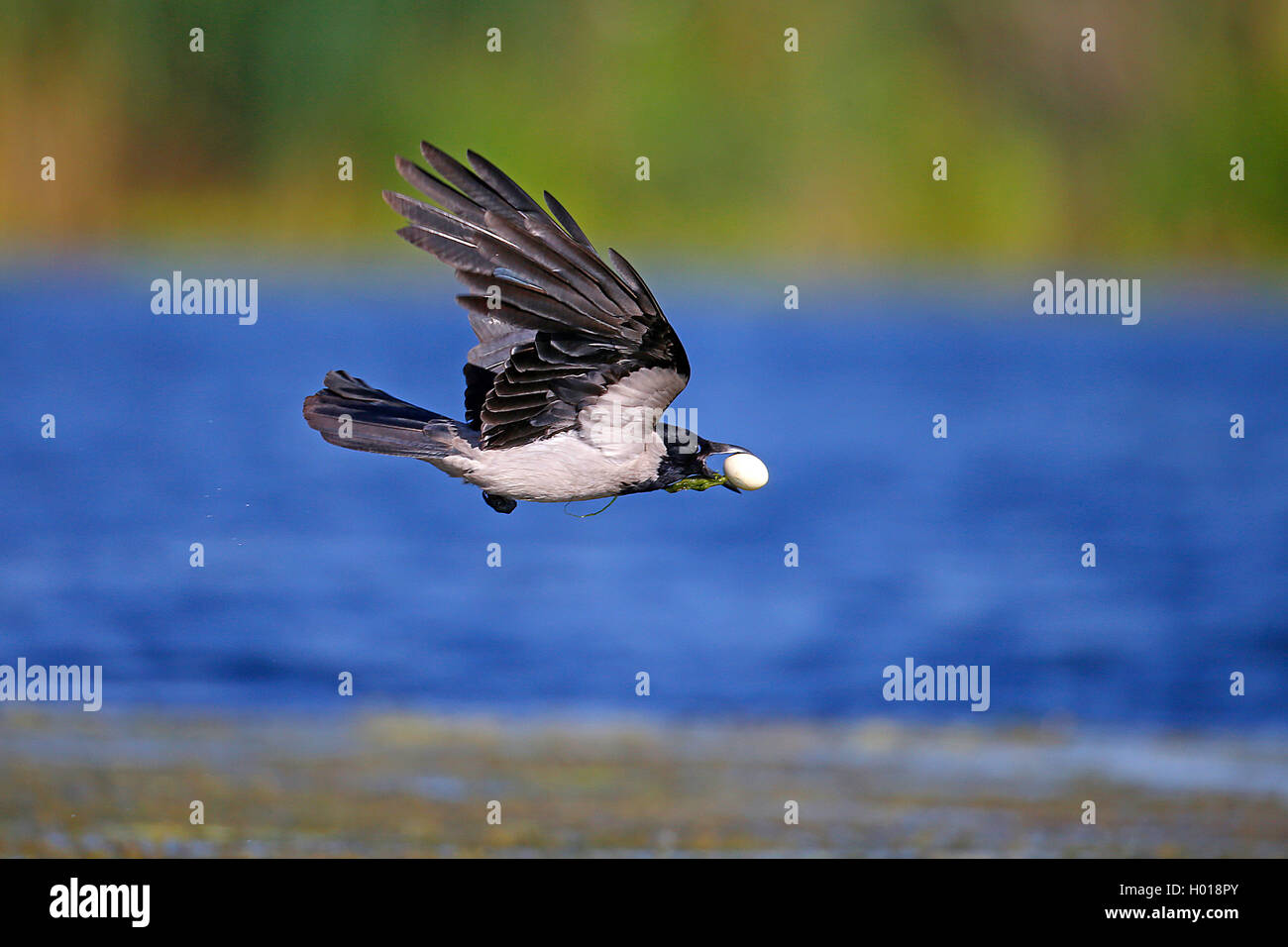 Nebelkrähe (Corvus corone cornix, Corvus cornix), Fliegen mit vergewaltigt Ei in die Rechnung, Seitenansicht, Rumänien, Donaudelta Stockfoto