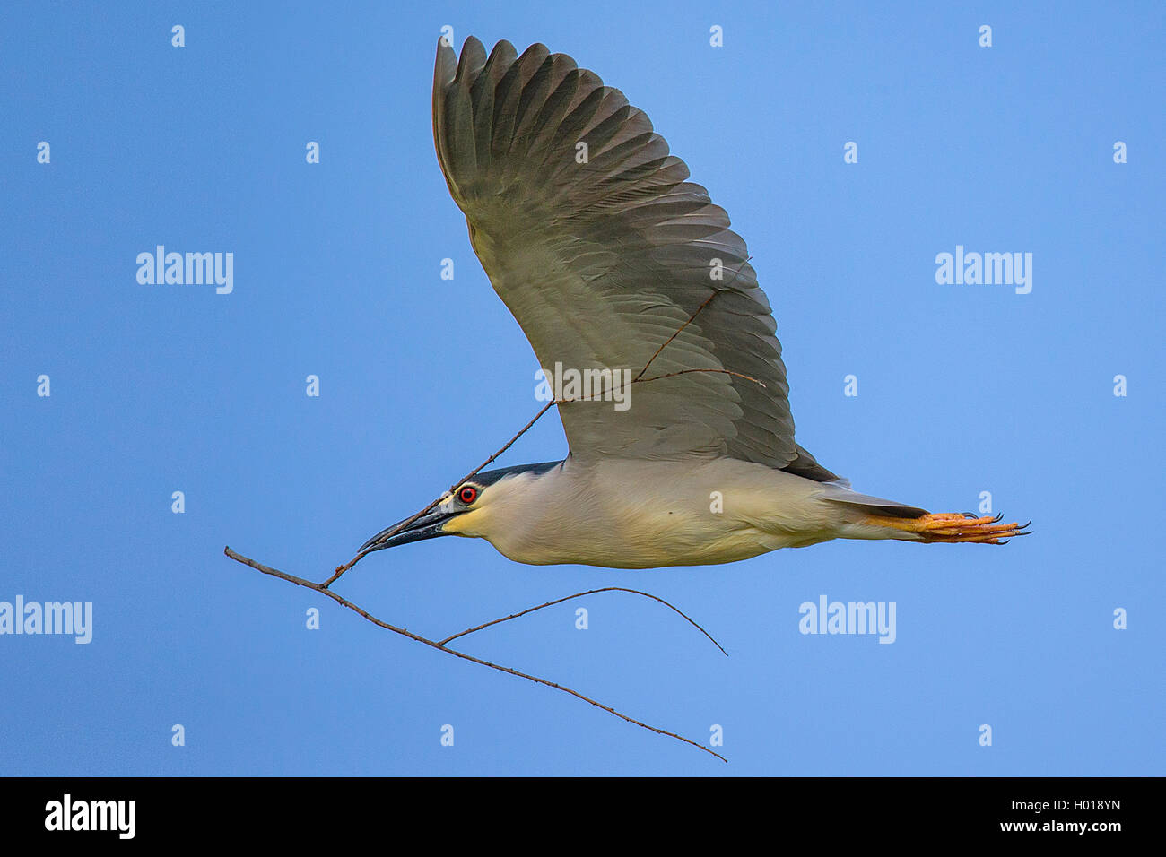 Schwarz - gekrönte Nachtreiher (Nycticorax nycticorax), Fliegen mit Nistmaterial im Schnabel, Rumänien, Donaudelta Stockfoto