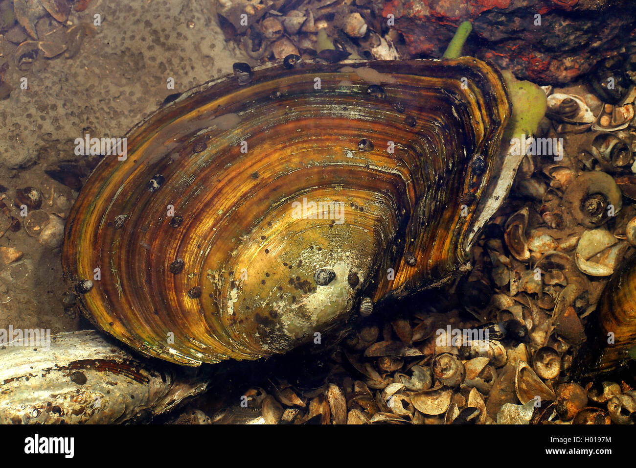 Flache Teichmuschel, Entenmuschel (Anodonta Anatina), Muschelschalen, Rumaenien, Zufüttern | Ente-Muschel (Anodonta Anatina), co Stockfoto