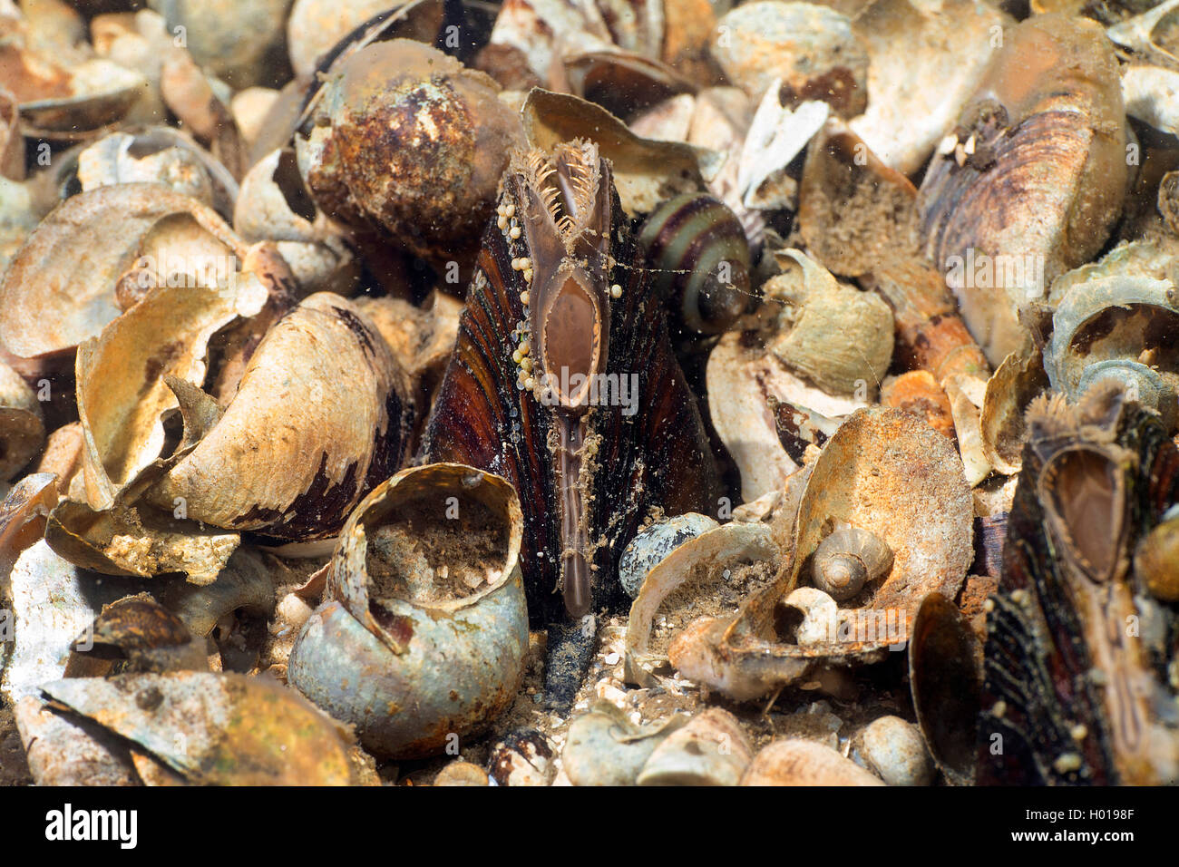 Muscheln, Muscheln (Bivalvia), verschiedenen Muscheln im Donaudelta, Rumänien, Donaudelta Stockfoto