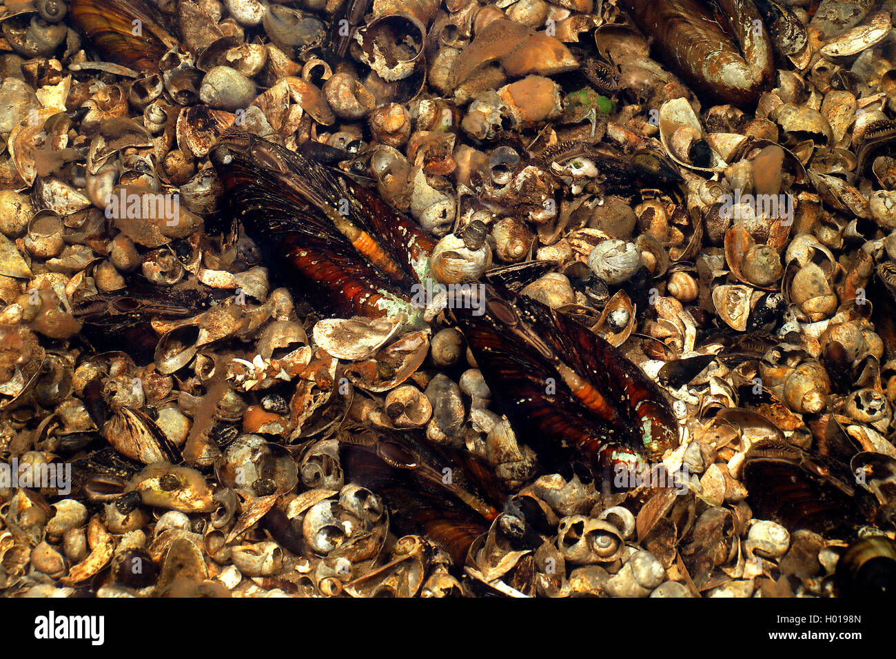 Muscheln, Muscheln (Bivalvia), verschiedenen Muscheln im Donaudelta, Rumänien, Donaudelta Stockfoto