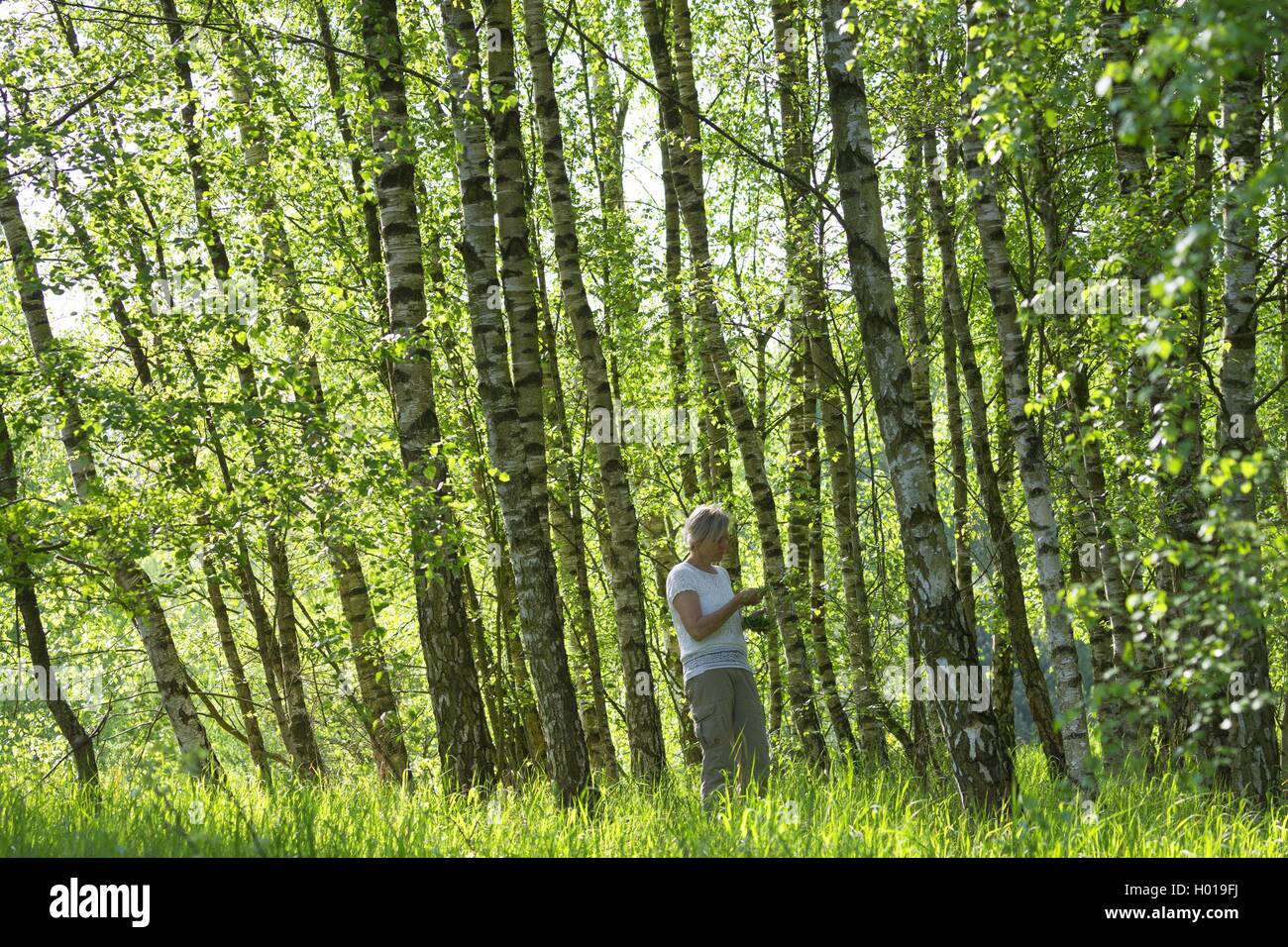 Gemeinsame Birke Silver Birch Wei e Birke Birke Betula Pendula gemeinsame-birke-silver-birch-wei-e-birke-birke-betula-pendula