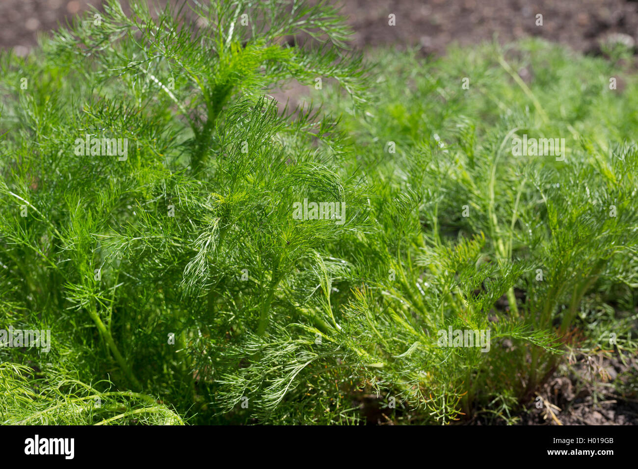 Duftende mayweed, Deutsch, Deutsch mayweed Kamille (Matricaria Chamomilla, Matricaria recutita), Junge Blätter, Deutschland Stockfoto