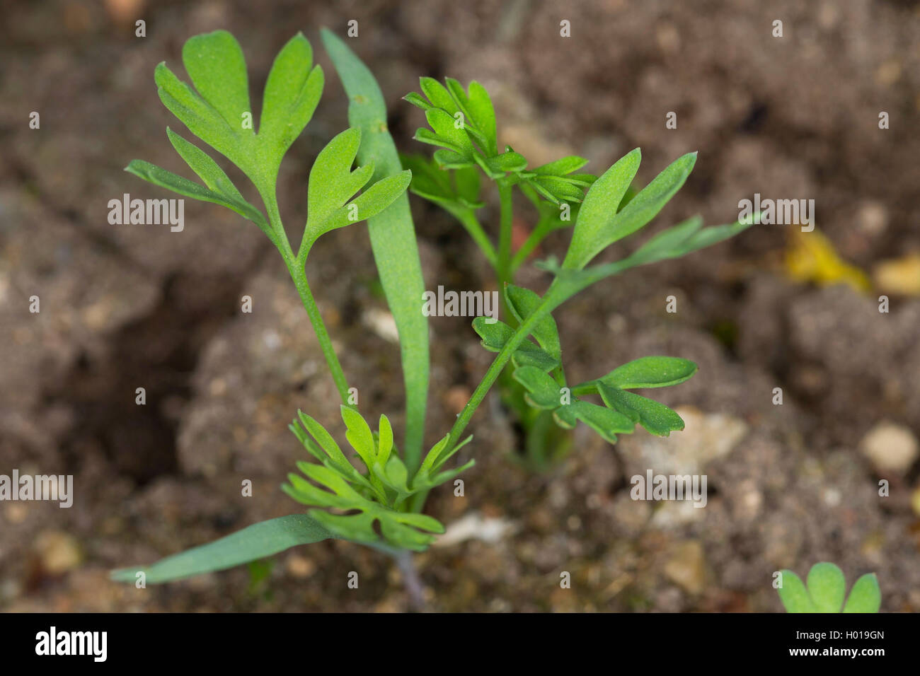 Gemeinsame fumitory, Droge fumitory (Fumaria officinalis), junge Pflanzen, Deutschland Stockfoto