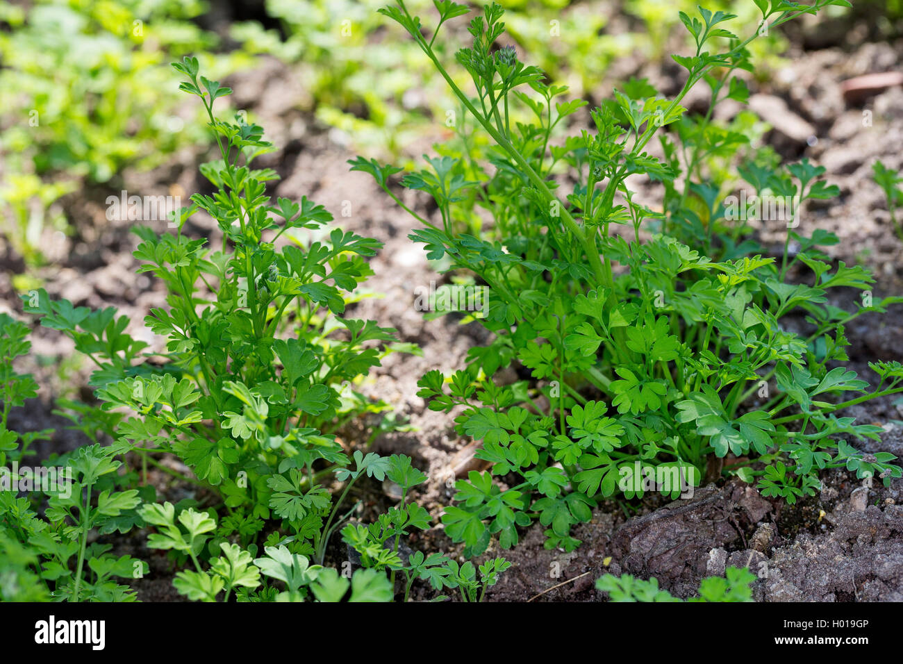 Gemeinsame fumitory, Droge fumitory (Fumaria officinalis), junge Pflanzen, Deutschland Stockfoto
