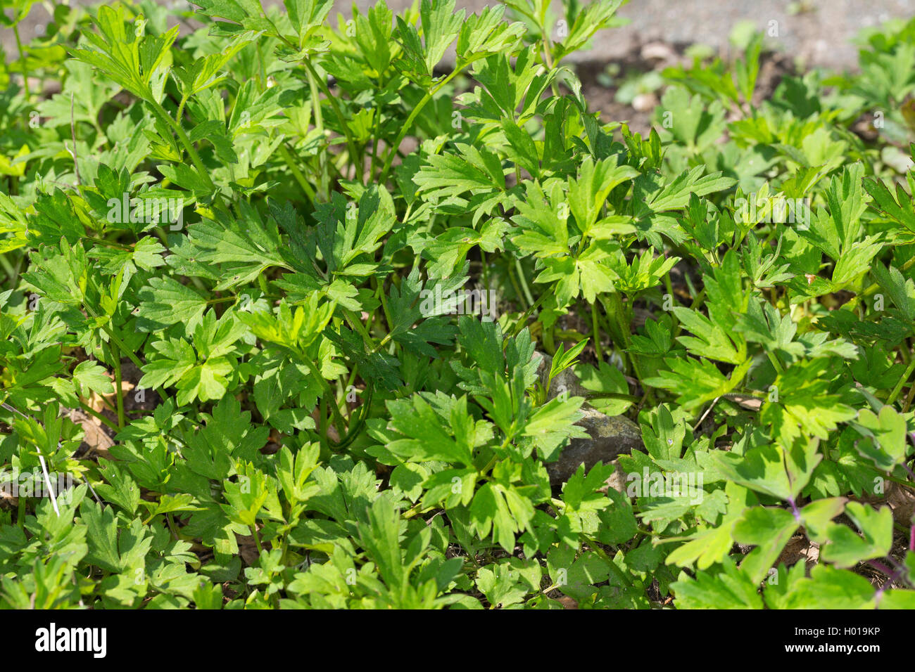 Kriechende Hahnenfuß (Ranunculus repens), Blätter, Deutschland Stockfoto