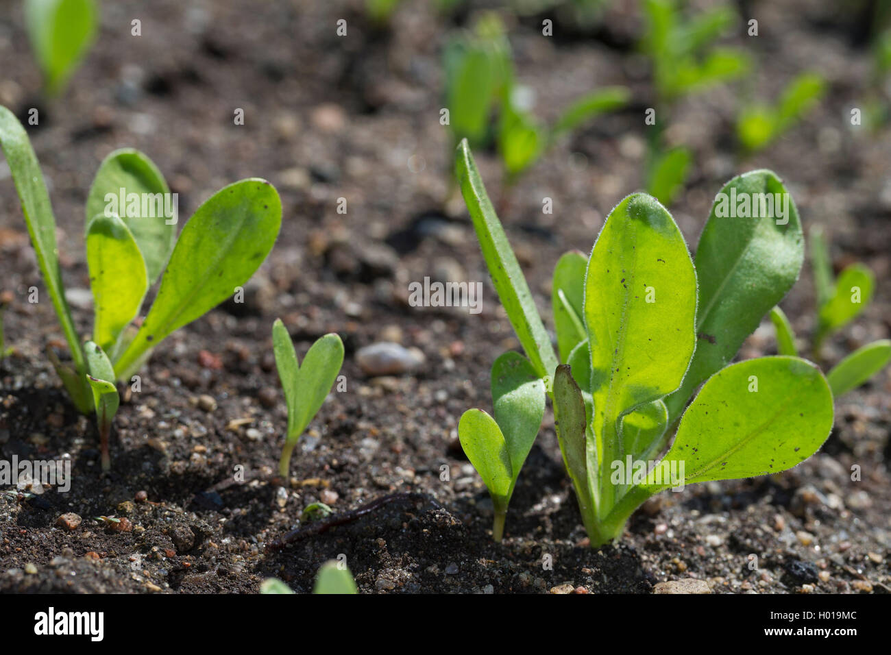 Garten - Topf Ringelblume (Calendula officinalis), Sämlinge Stockfoto