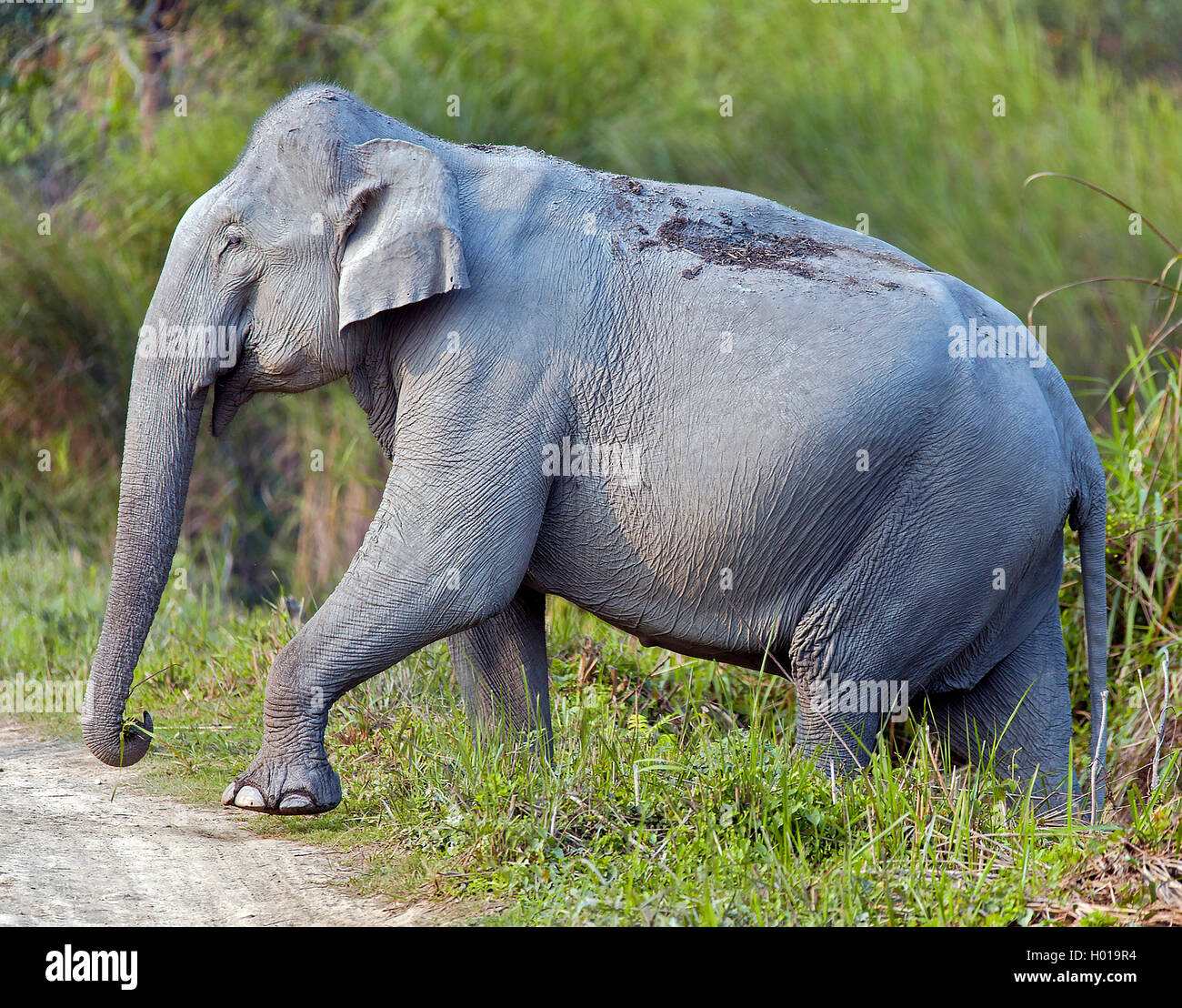 Indischer Elefant, Asiatischer Elefant (Elephas Maximus Indicus, Elephas Maximus Bengalensis), Ueberquert Eine Strasse, Indien, Stockfoto