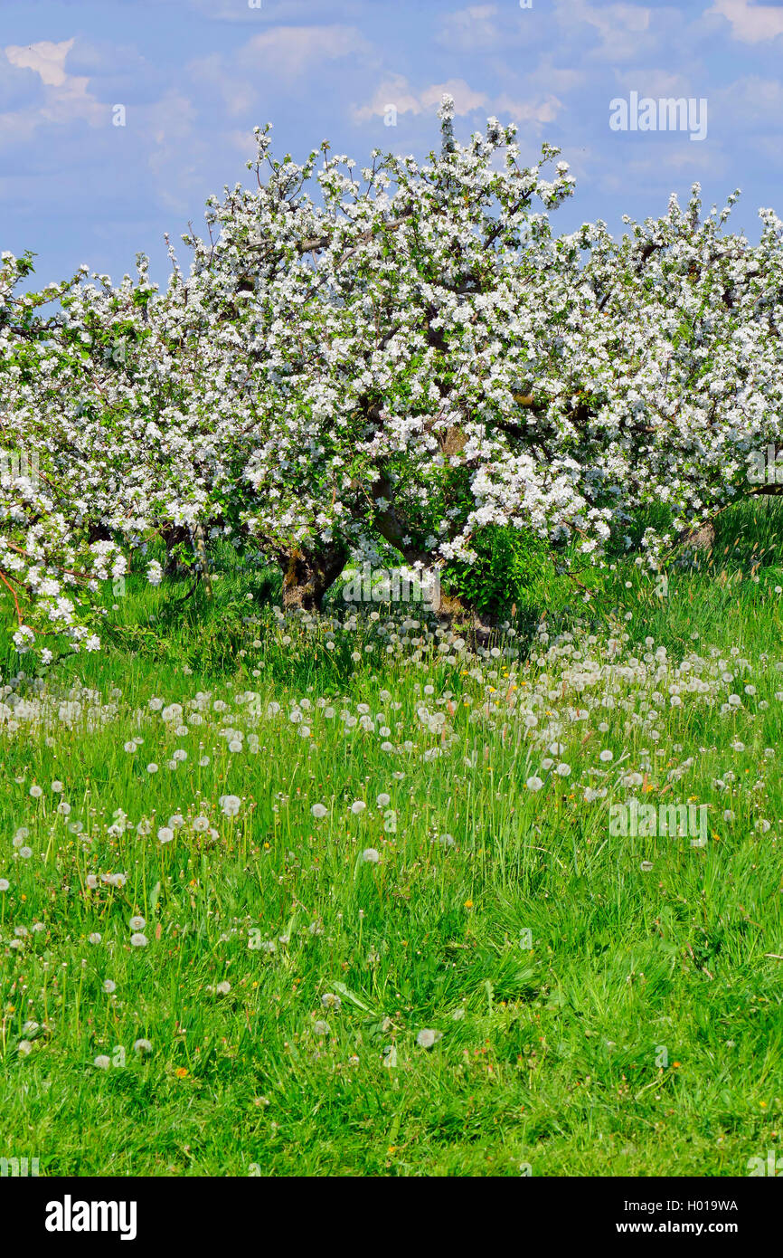 Apfelbaum (Malus Domestica), blühende Apfelbäume im Alten Land in Jork