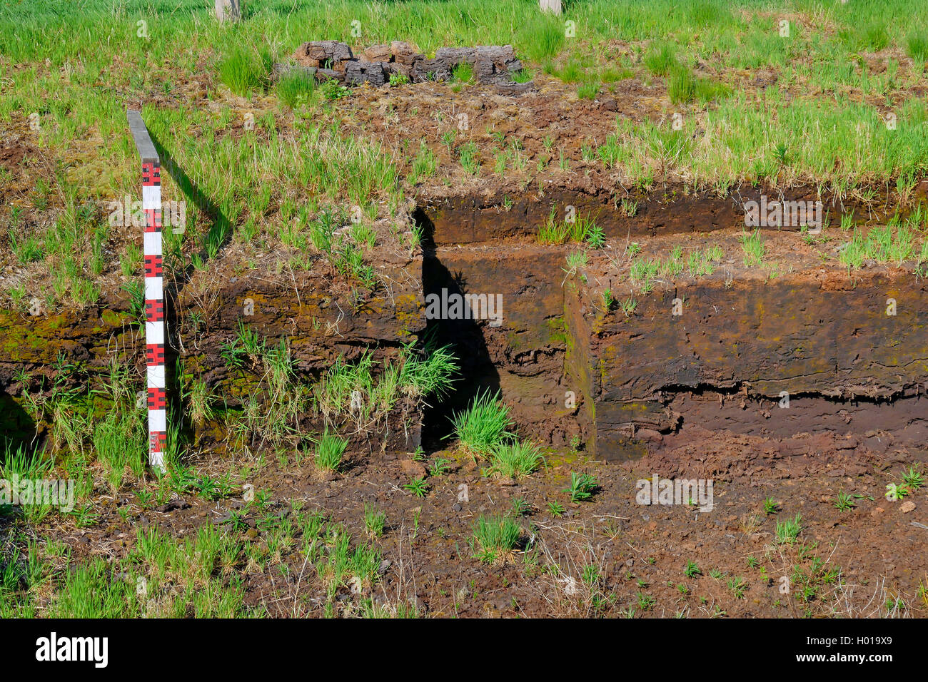 Messen Sie bei torfboden Horizonte, Deutschland, Niedersachsen, Huvenhoopsmoor Stockfoto