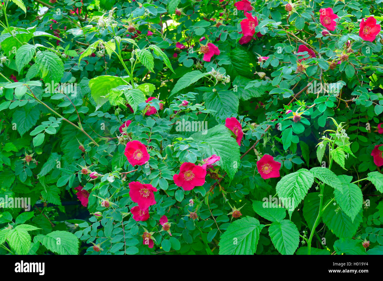 Moyes Rose (Rosa moyesii 'Geranium', Rosa moyesii Geranium), Sorte Geranium Stockfoto