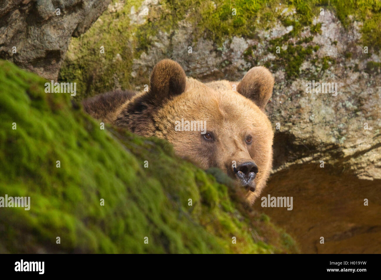 Europäische Braunbär (Ursus arctos arctos), vor seiner Höhle, Porträt, Deutschland, Bayern, Nationalpark Bayerischer Wald Stockfoto