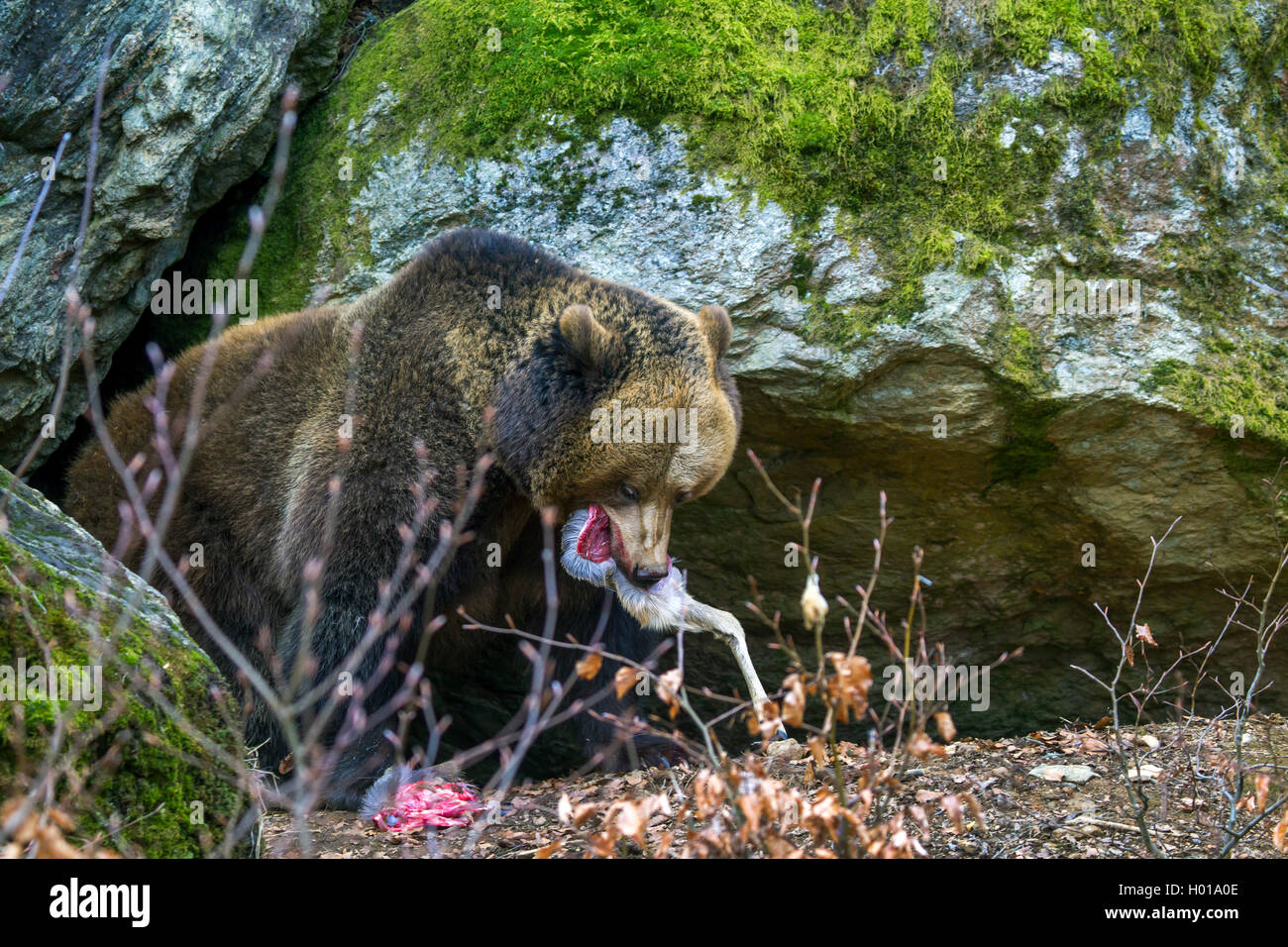 Europäische Braunbär (Ursus arctos arctos), Feeds ein Reh, Deutschland, Bayern, Nationalpark Bayerischer Wald Stockfoto