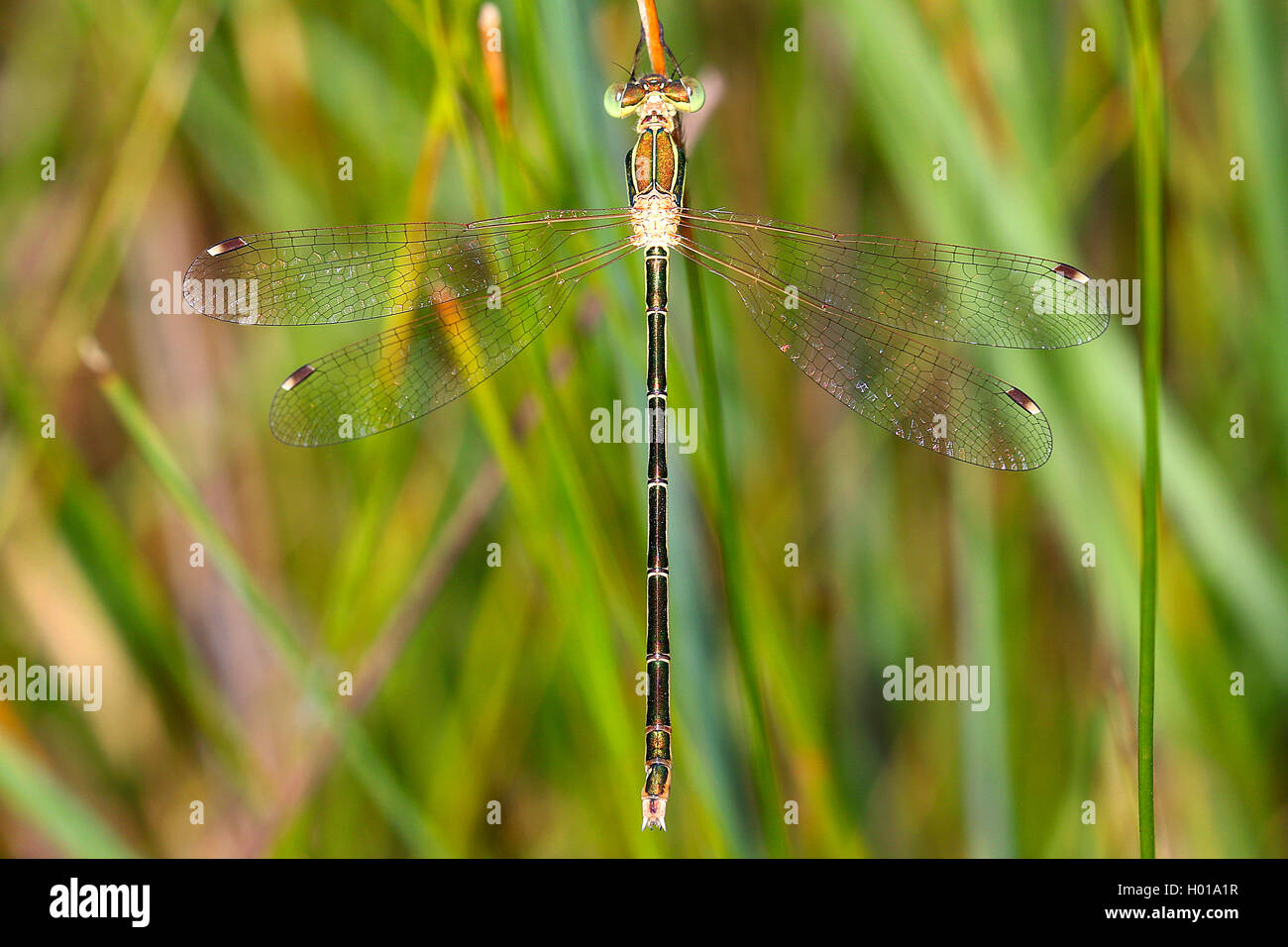 Migrant spreadwing, südlichen Emerald damselfly (Lestes barbarus), Weibliche, Rumänien Stockfoto