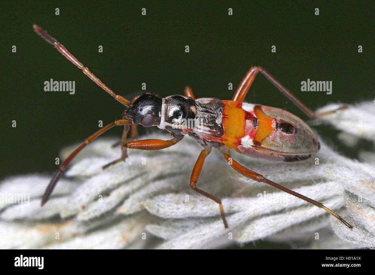 Am Bug, same Bug (lygaeidae), auf einer Anlage, Rumänien Stockfoto