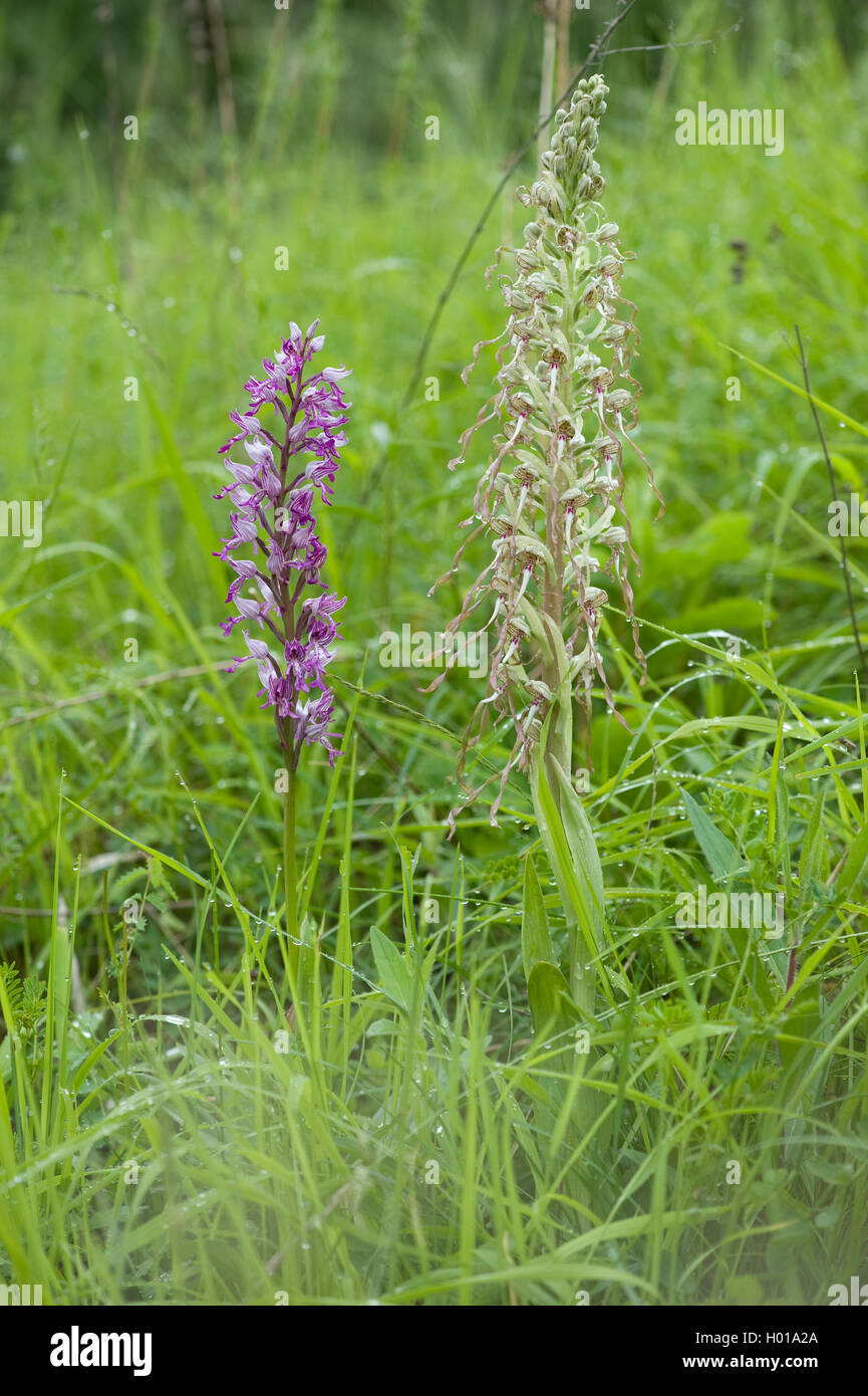 Lizard orchid (Himantoglossum hircinum), mit Orchis militaris, Deutschland, Gronau Stockfoto