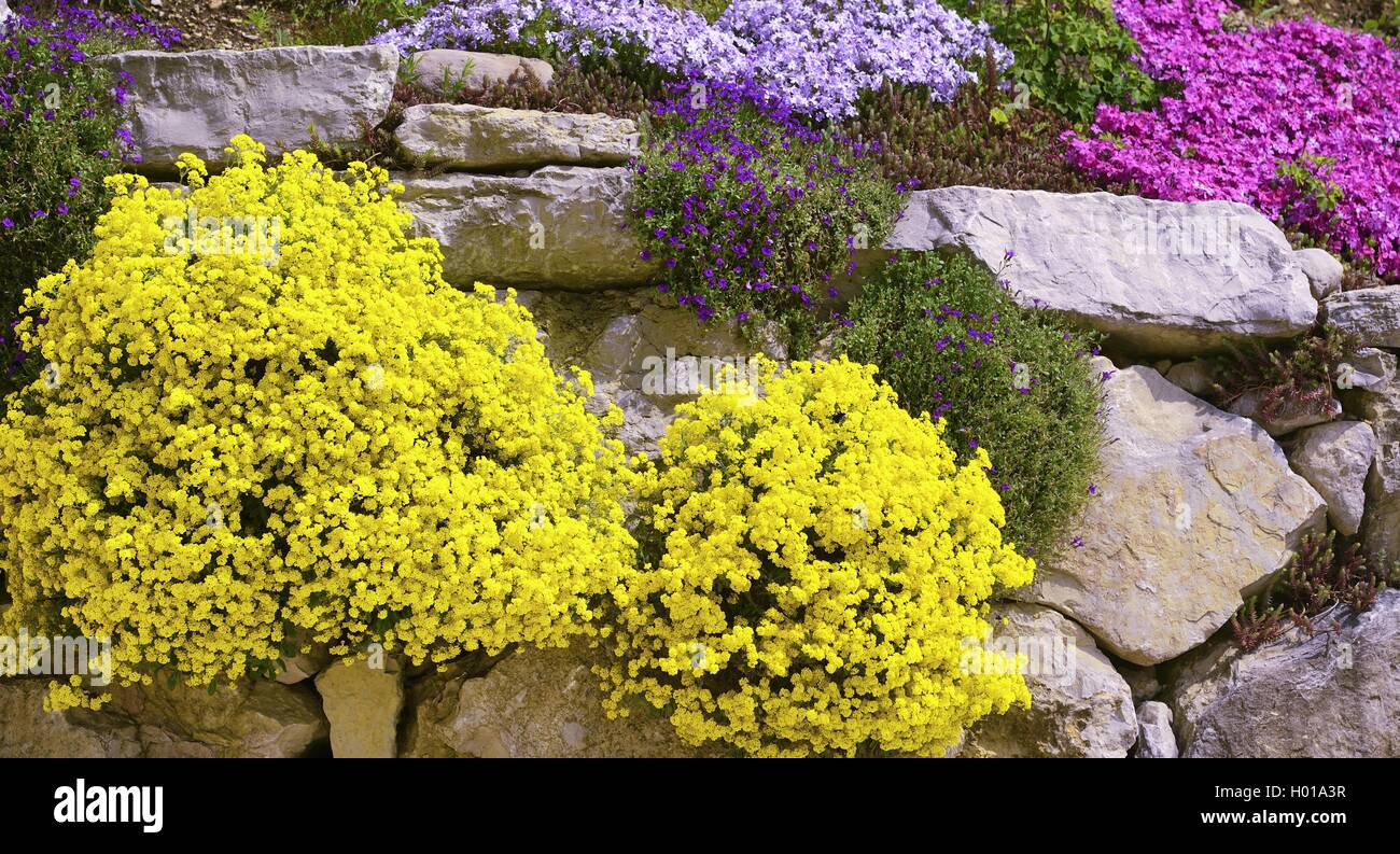 Blühenden Steingarten Blumen, Frankreich Stockfoto