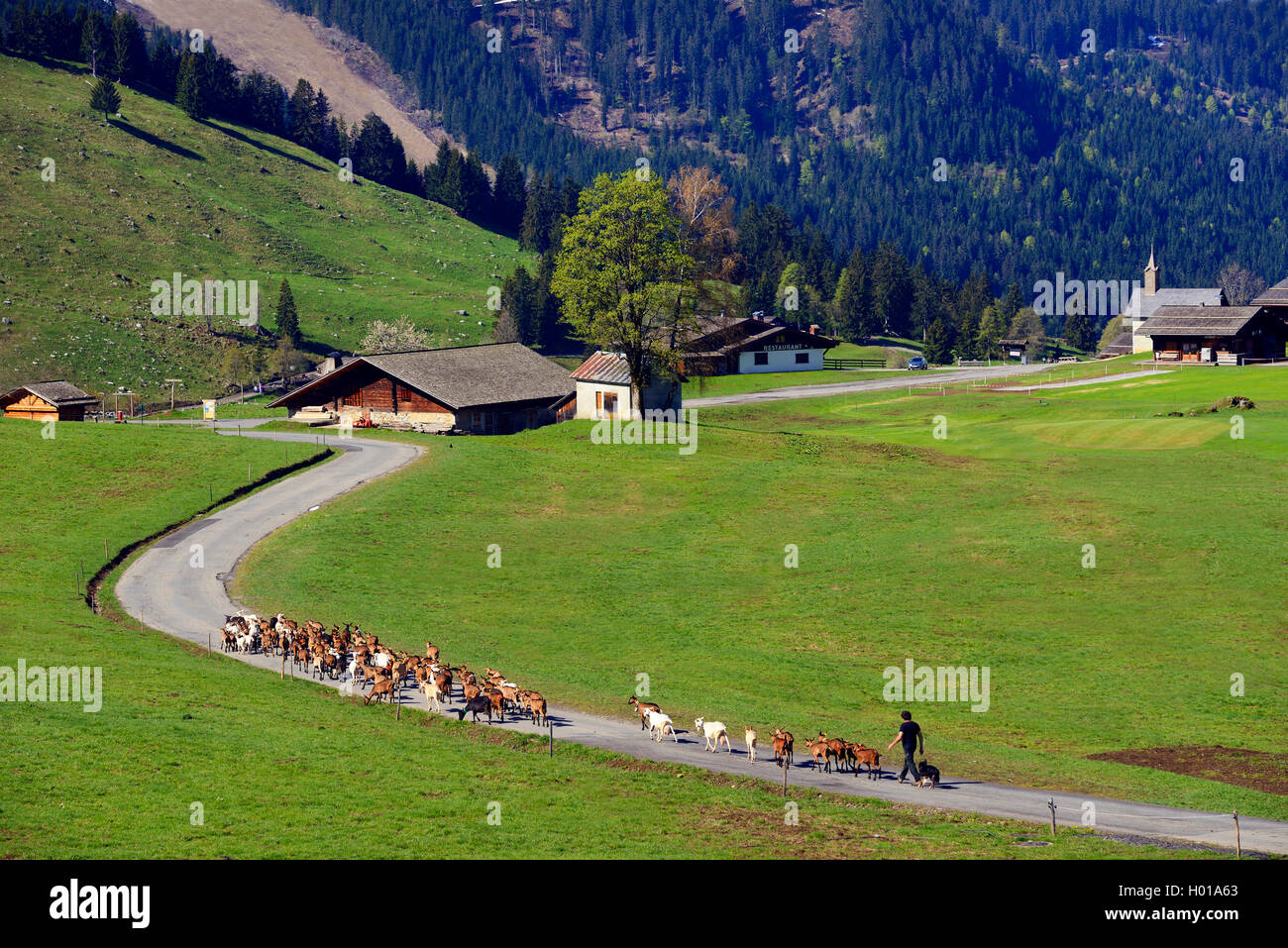 Die Ziege (Capra Hircus, Capra aegagrus f. hircus), Herde von Ziegen auf Mountain Road, Frankreich, Haute-Savoie, La Clusaz Stockfoto