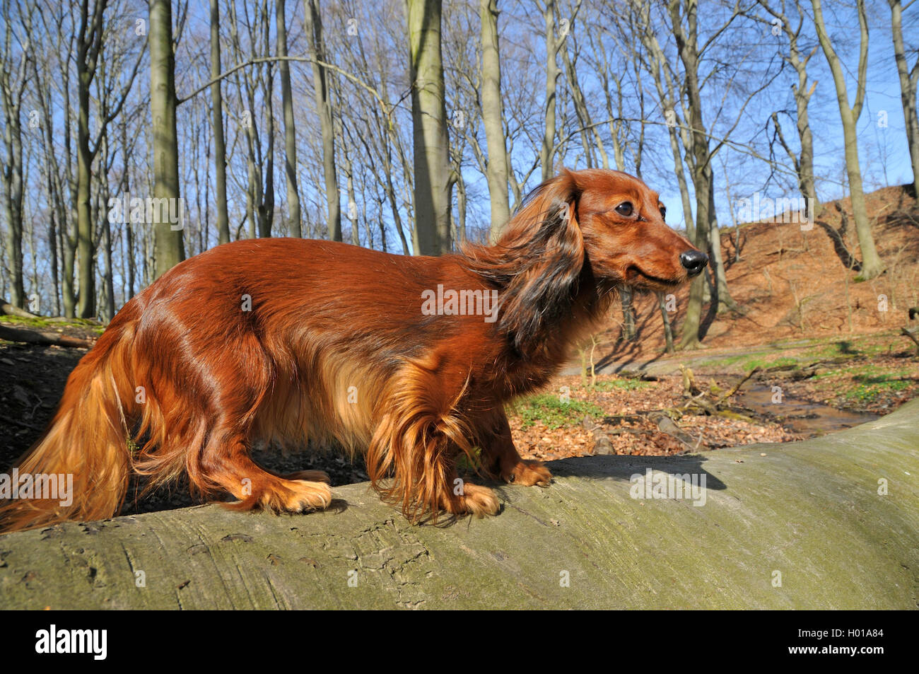 Langhaarigen Dackel, langhaarigen Wurst Hund, Haushund (Canis lupus f ...
