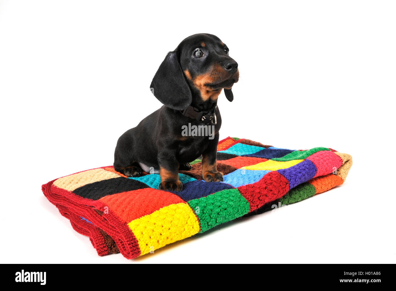 Kurzhaarige Dackel, Kurzhaarige wurst Hund, Haushund (Canis lupus f. familiaris), dunkelhaarige Welpe, sitzend auf einem farbigen Wolldecke, Cut-out Stockfoto