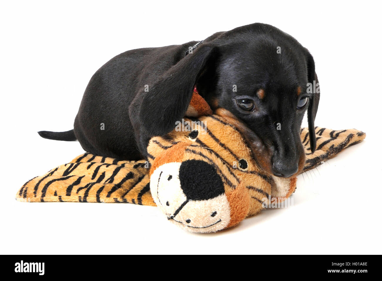 Kurzhaarige Dackel, Kurzhaarige wurst Hund, Haushund (Canis lupus f. familiaris), Welpe liegend auf einem Tiger kuschelige Decke Stockfoto