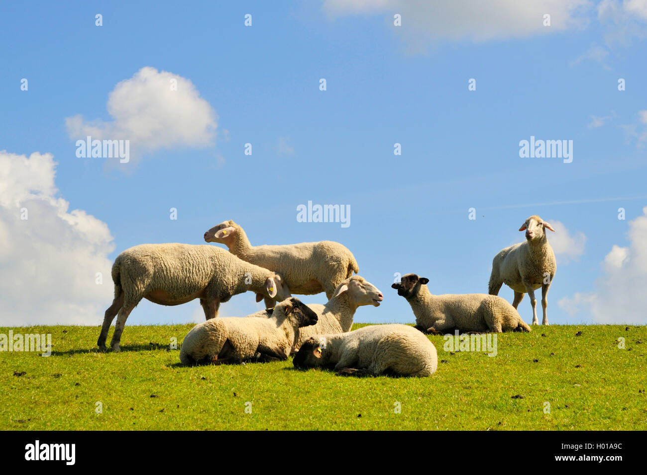 Inländische Schafe (Ovis ammon f. aries), Schafe am Deich, Deutschland, Niedersachsen, Ostfriesland, Krummhoern-Greetsiel Stockfoto